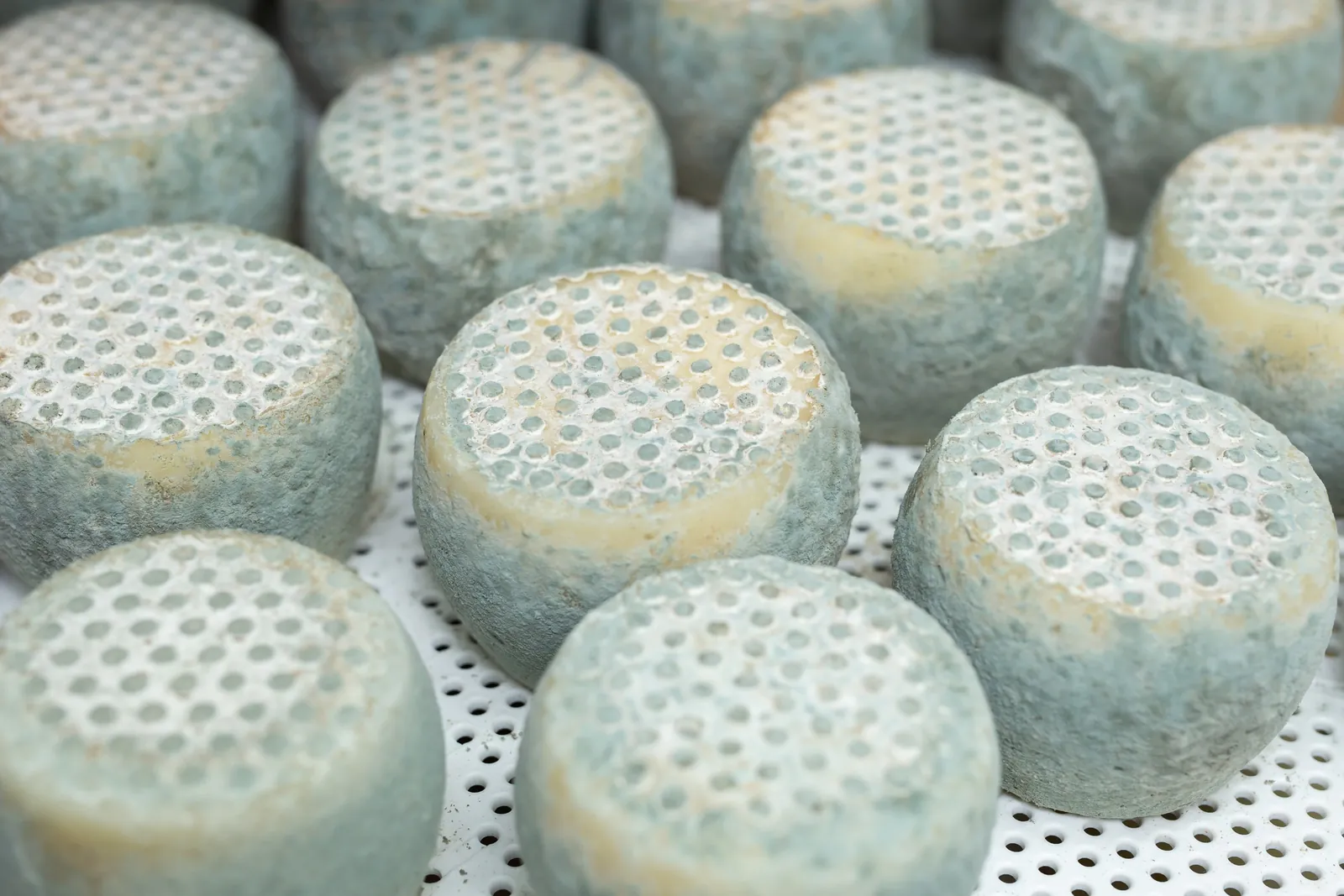 Small round cheeses with gray-blue natural rinds and dimpled tops aging on a white perforated rack.