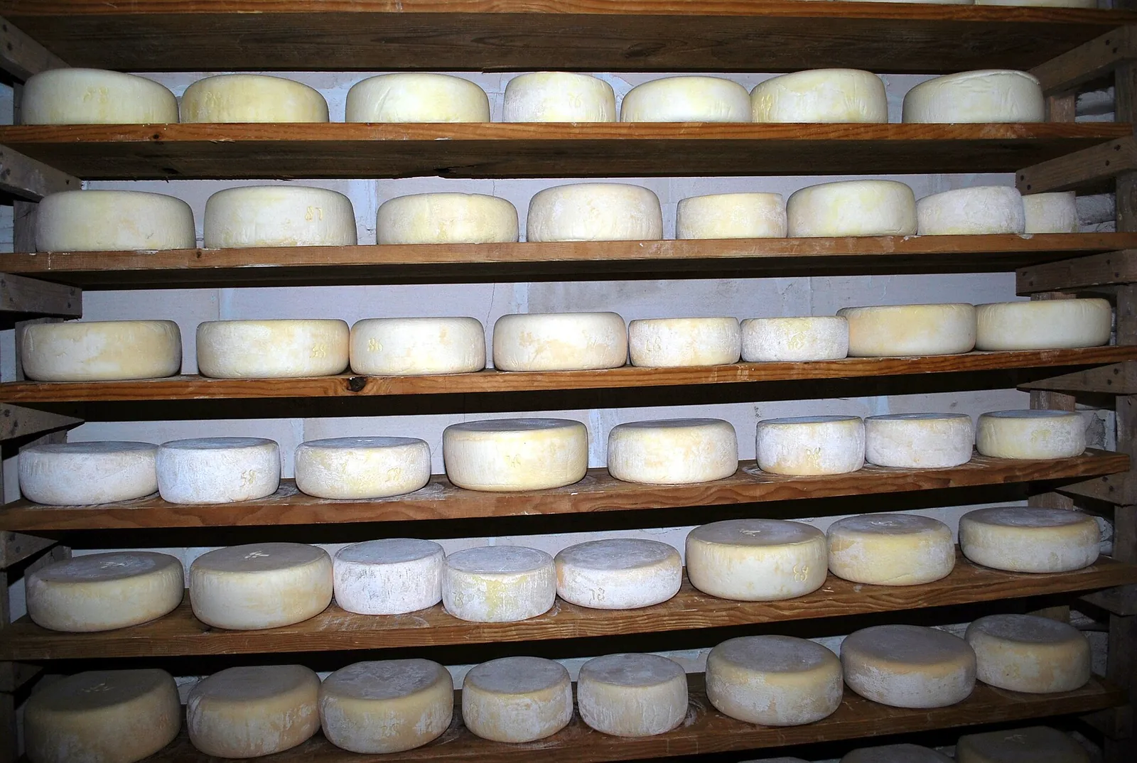 Pale wheels of Ossau-Iraty sheep's milk cheese ripening in rows on wooden shelves in a cellar.