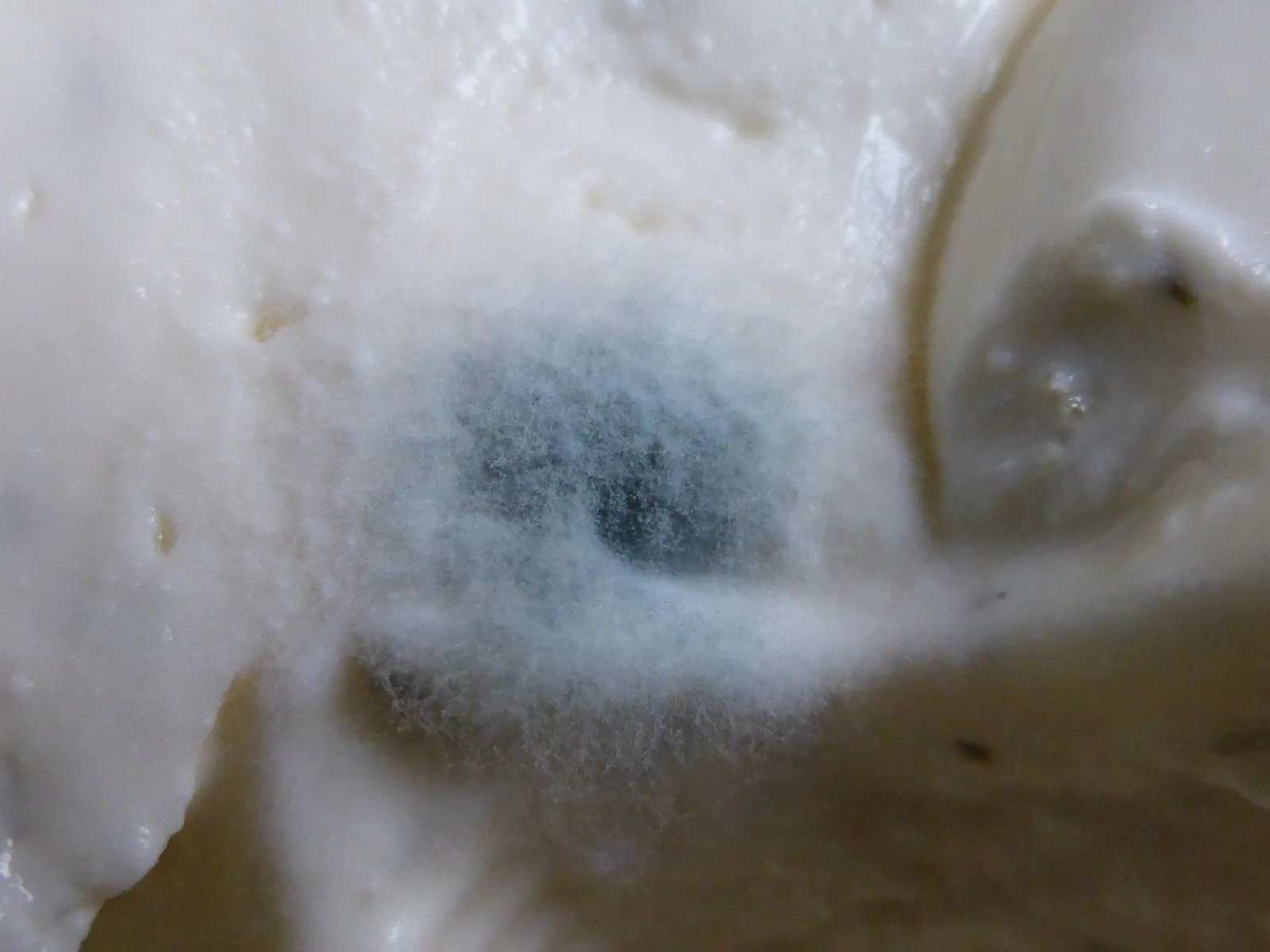 A close-up of soft white cheese with a fuzzy blue-green mold patch spreading across its surface.