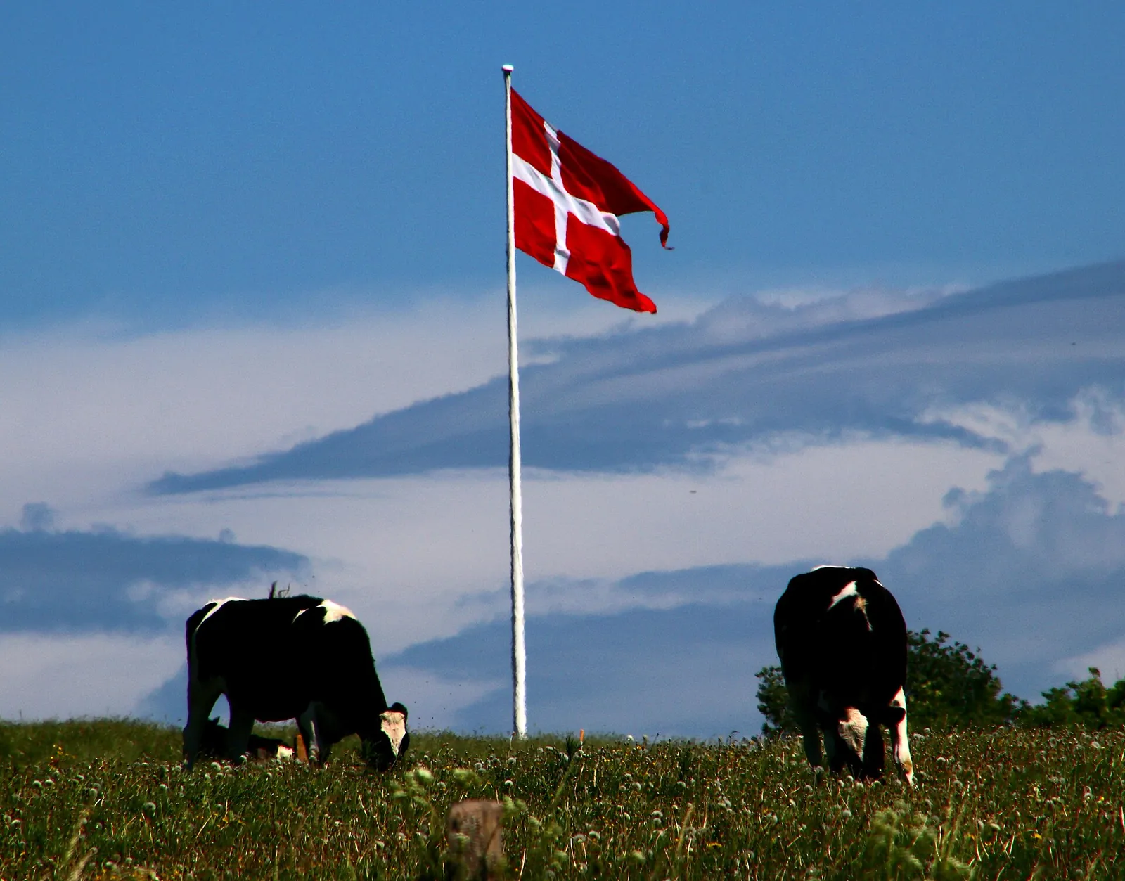 Black and white dairy cows graze on a green hill under a Danish flag on a tall pole against a blue sky.