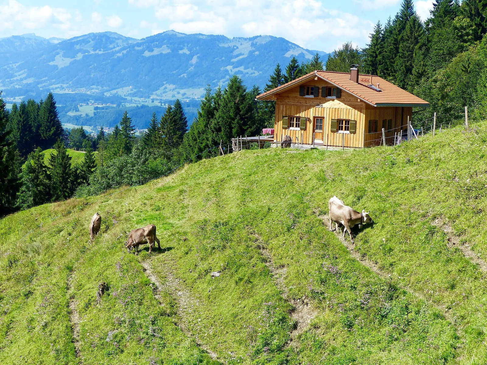 Cattle graze on a steep green slope in the Allgäu region of Bavaria, with a wooden mountain hut, pine forest and blue ridges behind.