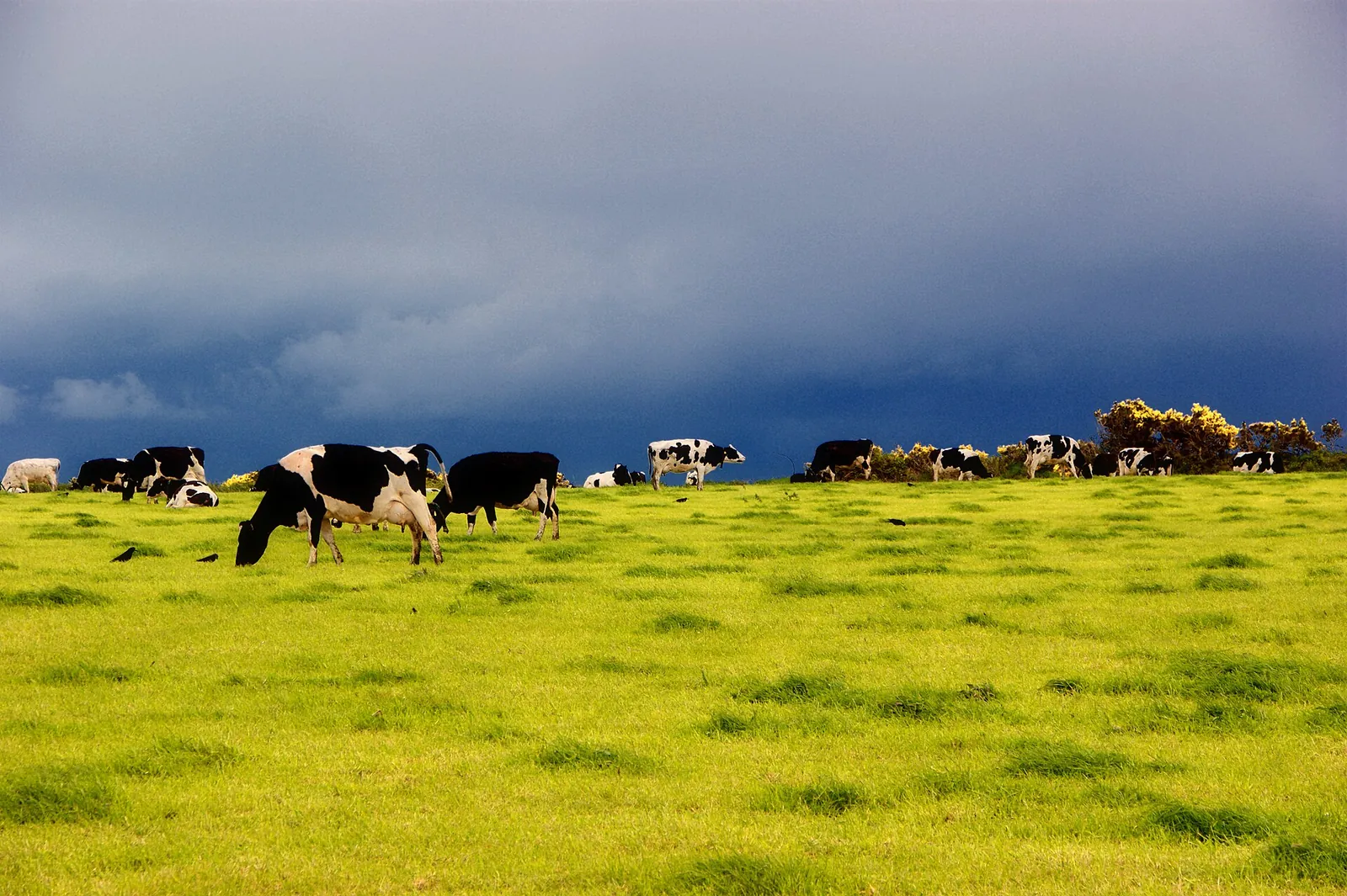 Black and white dairy cows graze on bright green pasture in Ireland under a heavy blue-gray storm sky.