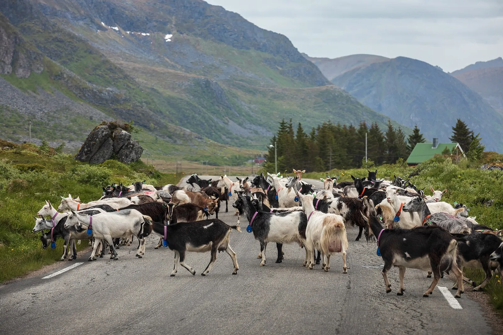 A herd of goats and other farm animals walks along a mountain road in Nordland, Norway, with green slopes and bare peaks behind.