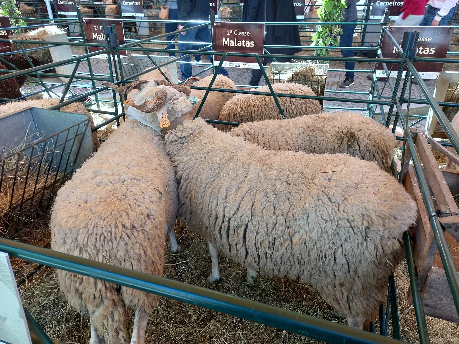 Serra da Estrela ewes with thick cream wool stand together in a straw-bedded pen at the cheese fair in Seia, Portugal.