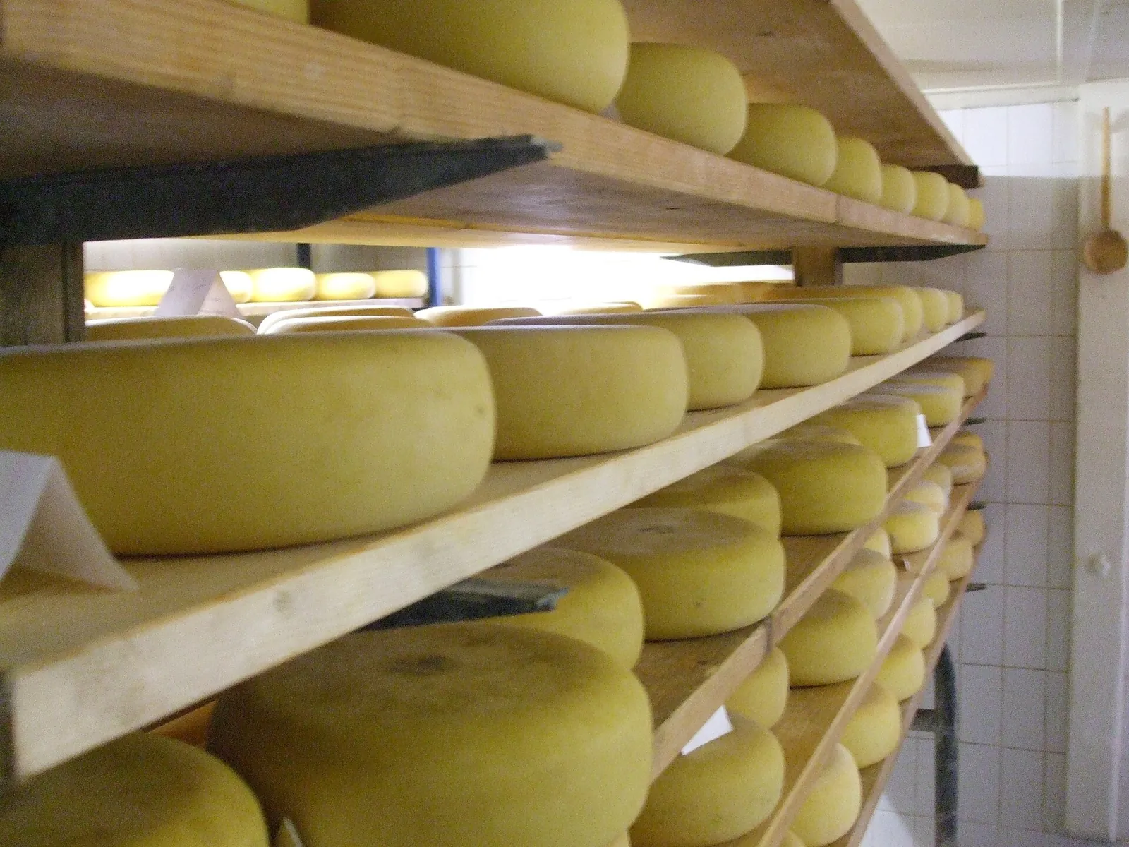 Wooden shelves stacked with round yellow wheels of cheese maturing in a bright aging room.