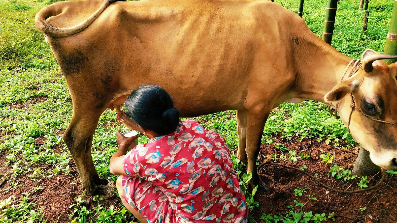 Woman crouching beside a brown cow in a green field, milking it by hand.