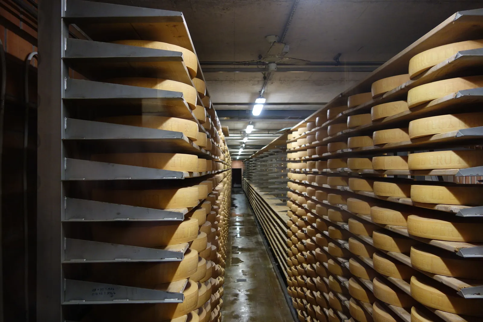Rows of Gruyère wheels on wooden shelves in an aging cellar in Gruyères, Switzerland