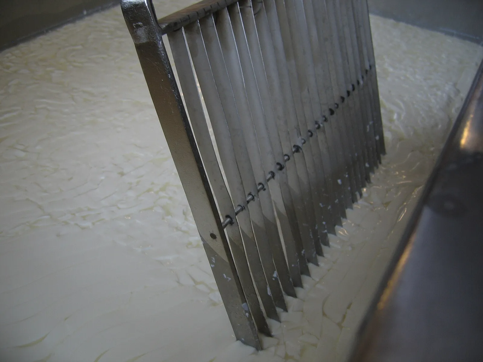 A stainless steel cheese harp standing in a vat of set milk, with the white curd already cut into small cubes.