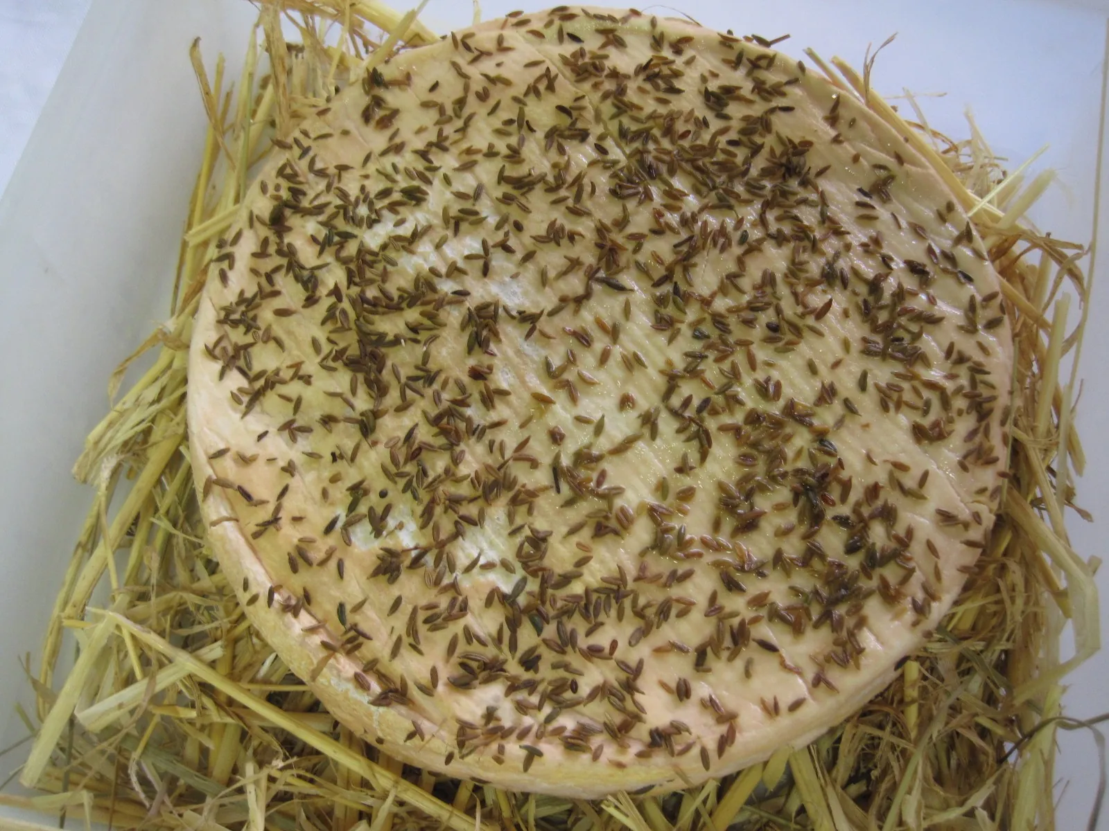 A whole round of Munster cheese resting on straw and covered with scattered cumin seeds over its pale orange rind