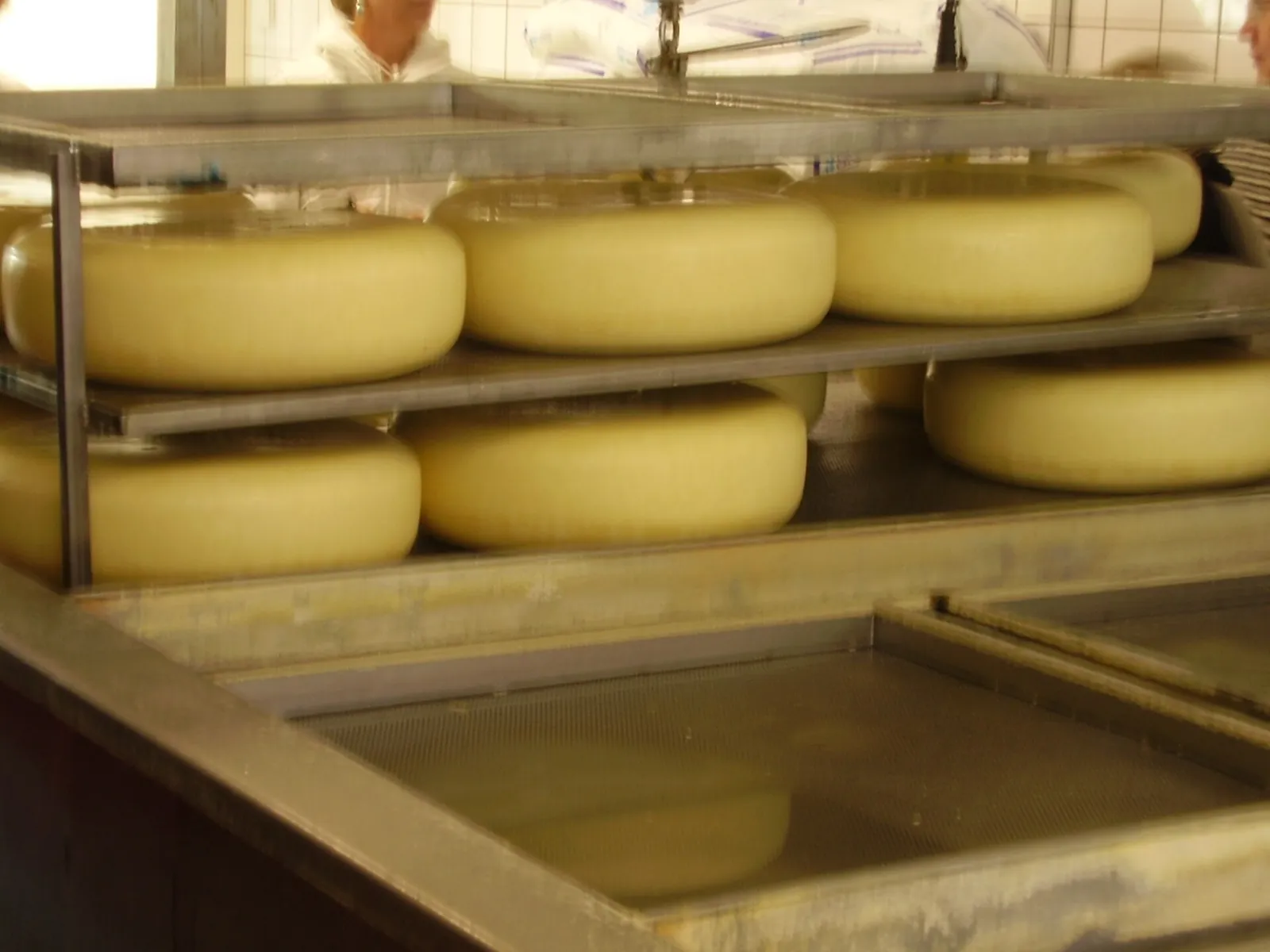 Yellow wheels of Gouda style cheese on steel racks lifted from a salt brine bath at a dairy.