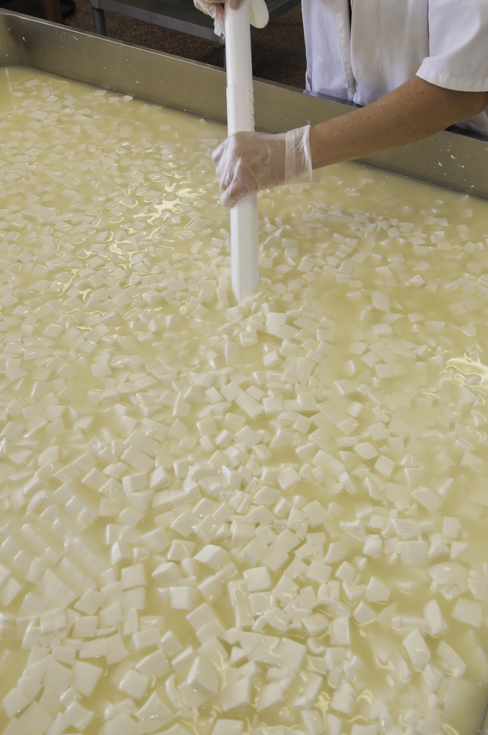 A gloved hand stirring a long white paddle through a vat full of cut curd cubes floating in whey.