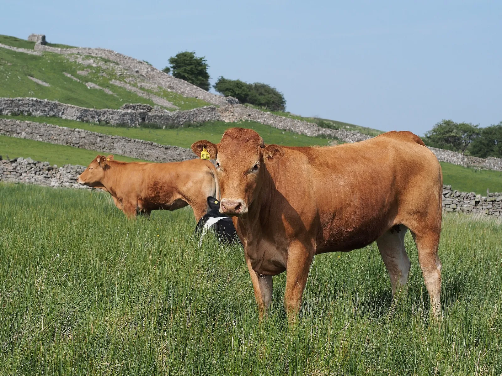Two russet cows graze in a lush pasture in the Yorkshire Dales, with dry stone walls running up the hillside behind them.
